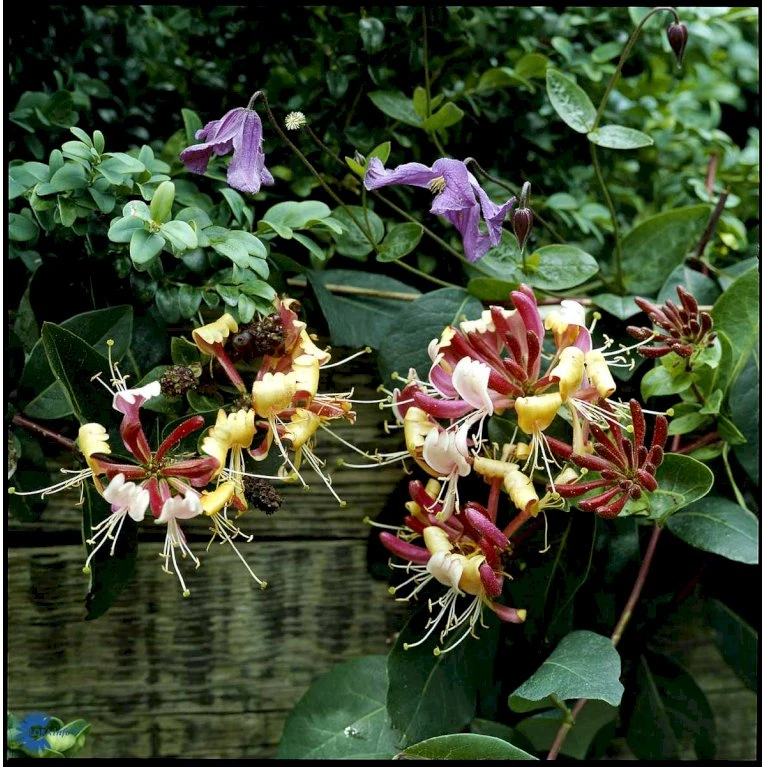 Siriu Planter Butik -Siriu Planter Butik fi5959 lonicera periclymenum serotina 81fc