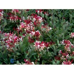 'Serotina' Lonicera Periclymenum 'Serotina' Potte 2,0 Liter,- Opbundet -Siriu Planter Butik fi5959 lonicera periclymenum serotina 9e50