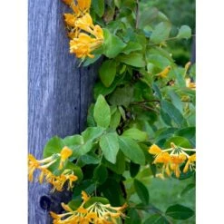 Guldkaprifolie Lonicera X Tellmanniana Potte 5,0 Liter,- Opbundet 80-100 Cm. -Siriu Planter Butik fi5960 lonicera tellmanniana 0900