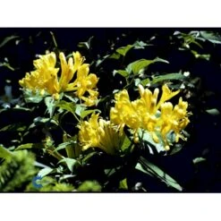 Guldkaprifolie Lonicera X Tellmanniana Potte 5,0 Liter,- Opbundet 80-100 Cm. -Siriu Planter Butik fi5960 lonicera tellmanniana 8fa5