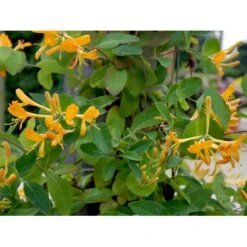 Guldkaprifolie Lonicera X Tellmanniana Potte 5,0 Liter,- Opbundet 80-100 Cm. -Siriu Planter Butik fi5960 lonicera tellmanniana d680