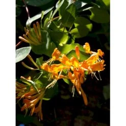 Guldkaprifolie Lonicera X Tellmanniana Potte 5,0 Liter,- Opbundet 80-100 Cm. -Siriu Planter Butik fi5960 lonicera tellmanniana f08a