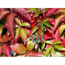 Klatrevildvin Parthenocissus Quinquefolia Potte 7,5 Liter,- Opbundet 150-200 Cm. 15 Klatrevildvin Parthenocissus Quinquefolia Potte 7,5 Liter,- Opbundet 150-200 Cm. -Siriu Planter Butik fi5964 parthenocissus quinquefolia 4a8c