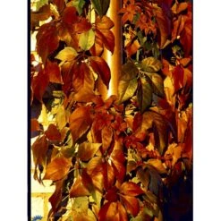 Klatrevildvin Parthenocissus Quinquefolia Potte 7,5 Liter,- Opbundet 150-200 Cm. 16 Klatrevildvin Parthenocissus Quinquefolia Potte 7,5 Liter,- Opbundet 150-200 Cm. -Siriu Planter Butik fi5964 parthenocissus quinquefolia 6533