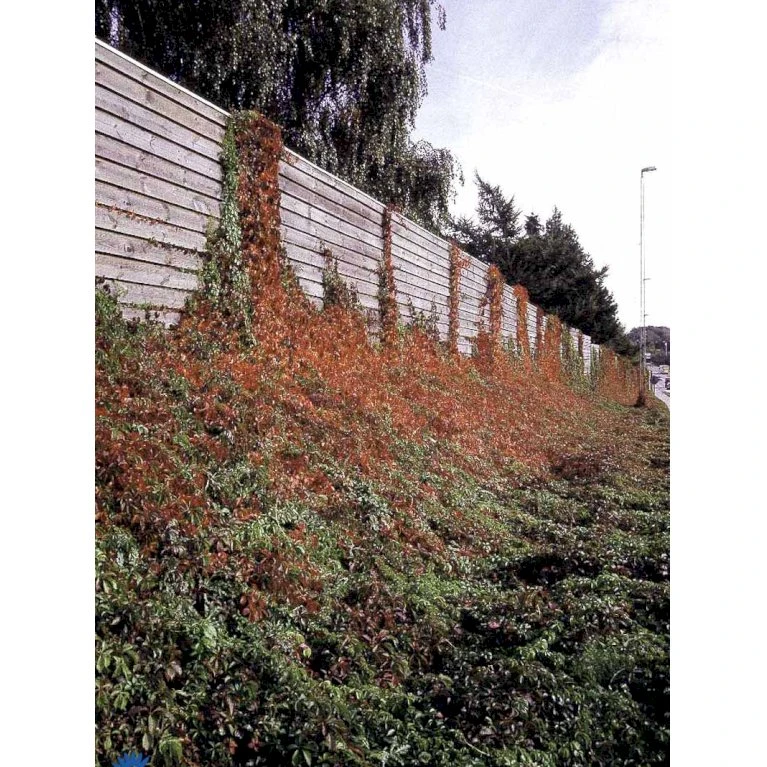 Klatrevildvin Parthenocissus Quinquefolia Potte 7,5 Liter,- Opbundet 150-200 Cm. 10 Klatrevildvin Parthenocissus Quinquefolia Potte 7,5 Liter,- Opbundet 150-200 Cm. - Billede 8