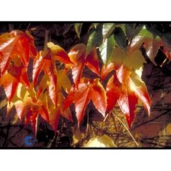 Rådhusvin 'Veitchii' Parthenocissus Tricuspidata 'Veitchii' Potte 5,0 Liter,- Opbundet 80-100 Cm. -Siriu Planter Butik fi5966 parthenocissus tricuspidata veitchii bf63