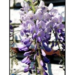 Kinesisk Blåregn Wisteria Sinensis Potte 2,0 Liter,- Opbundet -Siriu Planter Butik fi5980 wisteria sinensis 0788