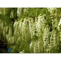 Kinesisk Blåregn Wisteria Sinensis Potte 2,0 Liter,- Opbundet -Siriu Planter Butik fi5980 wisteria sinensis 4d5f