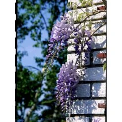 Kinesisk Blåregn Wisteria Sinensis Potte 2,0 Liter,- Opbundet -Siriu Planter Butik fi5980 wisteria sinensis 8f18