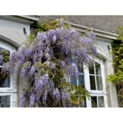 Kinesisk Blåregn Wisteria Sinensis Potte 2,0 Liter,- Opbundet -Siriu Planter Butik fi5980 wisteria sinensis 90e2