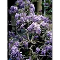 Kinesisk Blåregn Wisteria Sinensis Potte 2,0 Liter,- Opbundet -Siriu Planter Butik fi5980 wisteria sinensis 9544