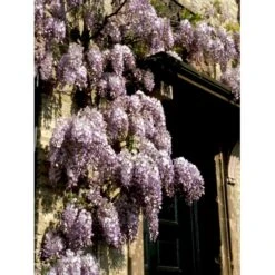 Kinesisk Blåregn Wisteria Sinensis Potte 2,0 Liter,- Opbundet -Siriu Planter Butik fi5980 wisteria sinensis 99bd