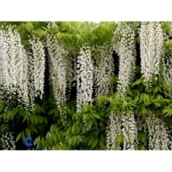 Kinesisk Blåregn Wisteria Sinensis Potte 2,0 Liter,- Opbundet -Siriu Planter Butik fi5980 wisteria sinensis c4aa