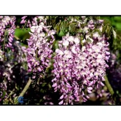 Kinesisk Blåregn Wisteria Sinensis Potte 2,0 Liter,- Opbundet -Siriu Planter Butik fi5980 wisteria sinensis d763
