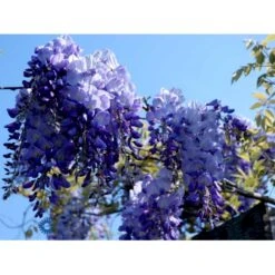 Kinesisk Blåregn 'Prolific' Wisteria Sinensis 'Prolific' Potte 7,5 Liter,- Opbundet 150-200 Cm. 14 Kinesisk Blåregn 'Prolific' Wisteria Sinensis 'Prolific' Potte 7,5 Liter,- Opbundet 150-200 Cm. -Siriu Planter Butik fi5982 wisteria sinensis prolific 0175