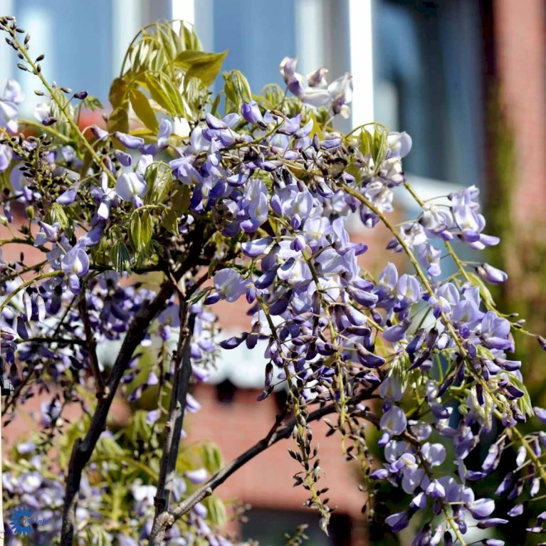 Kinesisk Blåregn 'Prolific' Wisteria Sinensis 'Prolific' Potte 7,5 Liter,- Opbundet 150-200 Cm. 7 Kinesisk Blåregn 'Prolific' Wisteria Sinensis 'Prolific' Potte 7,5 Liter,- Opbundet 150-200 Cm. - Billede 5