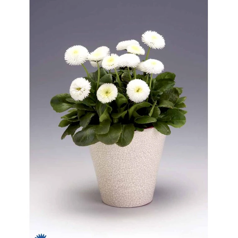 Tusindfryd 'Meadow Daisy' Bellis Perennis L. 'Meadow Daisy' Pose Med Frø Eller Løg, 20 4 Tusindfryd 'Meadow Daisy' Bellis Perennis L. 'Meadow Daisy' Pose Med Frø Eller Løg, 20 - Billede 2