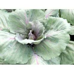 Broccoli 'Calabrese Natalino' Øko Brassica Oleracea 'Calabrese Natalino' Frøpose, Antal Pr. Pakke, Ca. 35 Stk. -Siriu Planter Butik fi6062 brassica oleracea 0ac7