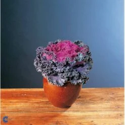 Broccoli 'Calabrese Natalino' Øko Brassica Oleracea 'Calabrese Natalino' Frøpose, Antal Pr. Pakke, Ca. 35 Stk. -Siriu Planter Butik fi6062 brassica oleracea 15aa