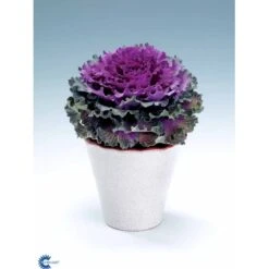 Broccoli 'Calabrese Natalino' Øko Brassica Oleracea 'Calabrese Natalino' Frøpose, Antal Pr. Pakke, Ca. 35 Stk. -Siriu Planter Butik fi6062 brassica oleracea 301b