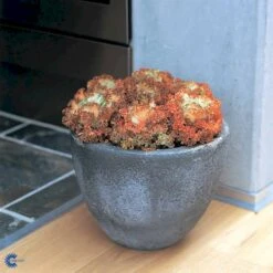 Broccoli 'Calabrese Natalino' Øko Brassica Oleracea 'Calabrese Natalino' Frøpose, Antal Pr. Pakke, Ca. 35 Stk. -Siriu Planter Butik fi6062 brassica oleracea 4bf1