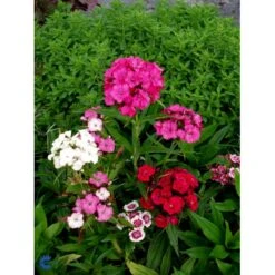 Studenternellike 'Herald Of Spring' Dianthus Barbatus 'Herald Of Spring' Pose Med Frø Eller Løg, 30 -Siriu Planter Butik fi6182 dianthus barbatus 34cc
