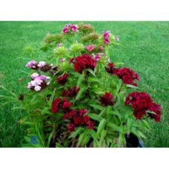 Studenternellike 'Herald Of Spring' Dianthus Barbatus 'Herald Of Spring' Pose Med Frø Eller Løg, 30 -Siriu Planter Butik fi6182 dianthus barbatus 923e