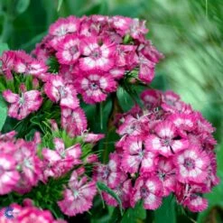 Studenternellike 'Herald Of Spring' Dianthus Barbatus 'Herald Of Spring' Pose Med Frø Eller Løg, 30 -Siriu Planter Butik fi6182 dianthus barbatus 9741