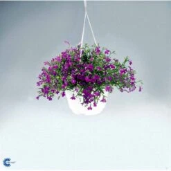 Kantlobelie 'Crystal Palace' Lobelia Erinus 'Crystal Palace' Pose Med Frø Eller Løg, 15 -Siriu Planter Butik fi6303 lobelia erinus cc1f