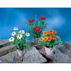 Frøkenhat 'Sunbow Mixed' Zinnia Elegans 'Sunbow Mixed' Pose Med Frø Eller Løg -Siriu Planter Butik fi6568 zinnia elegans 63c7