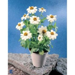 Frøkenhat 'Sunbow Mixed' Zinnia Elegans 'Sunbow Mixed' Pose Med Frø Eller Løg -Siriu Planter Butik fi6568 zinnia elegans 74dc