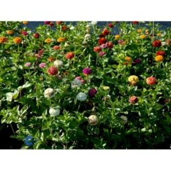 Frøkenhat 'Sunbow Mixed' Zinnia Elegans 'Sunbow Mixed' Pose Med Frø Eller Løg -Siriu Planter Butik fi6568 zinnia elegans f525