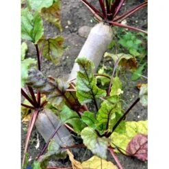 Aflang Rødbede 'Forono' Beta Vulgaris 'Forono' Pose Med Frø Eller Løg, 20 -Siriu Planter Butik fi7697 beta vulgaris 6c21