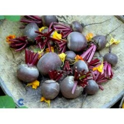 Aflang Rødbede 'Forono' Beta Vulgaris 'Forono' Pose Med Frø Eller Løg, 20 -Siriu Planter Butik fi7697 beta vulgaris b703