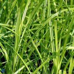 Star 'Bowles Golden' Carex Elata 'Bowles Golden' 1 Liter Potte -Siriu Planter Butik fi7867 carex elata bowles golden e821