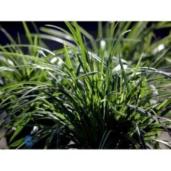 Star 'Ice Dance' Carex Morrowii 'Ice Dance' 1 Liter Potte -Siriu Planter Butik fi7880 carex morrowii ice dance 0710