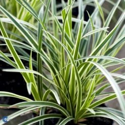 Star 'Ice Dance' Carex Morrowii 'Ice Dance' 1 Liter Potte -Siriu Planter Butik fi7880 carex morrowii ice dance 1e4e