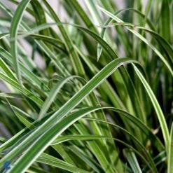 Star 'Ice Dance' Carex Morrowii 'Ice Dance' 1 Liter Potte -Siriu Planter Butik fi7880 carex morrowii ice dance 6a6c