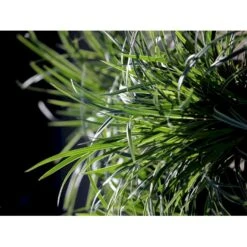 Star 'Ice Dance' Carex Morrowii 'Ice Dance' 1 Liter Potte -Siriu Planter Butik fi7880 carex morrowii ice dance ee9d