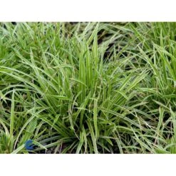 Star 'Ice Dance' Carex Morrowii 'Ice Dance' 1 Liter Potte -Siriu Planter Butik fi7880 carex morrowii ice dance f040