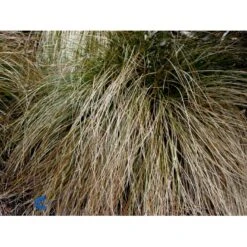 Star 'Prairie Fire' Carex Testacea 'Prairie Fire' Potte 2 Liter. -Siriu Planter Butik fi7898 carex testacea 5565