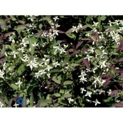 Staudeklematis 'Purpurea' Clematis Recta 'Purpurea' Potte 2,0 Liter,- Opbundet 60-100 Cm -Siriu Planter Butik fi8043 clematis recta purpurea d20f