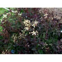 Staudeklematis 'Purpurea' Clematis Recta 'Purpurea' Potte 2,0 Liter,- Opbundet 60-100 Cm -Siriu Planter Butik fi8043 clematis recta purpurea d852