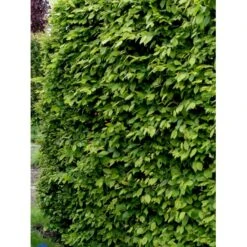 Avnbøg Carpinus Betulus Barrods,- 3 års (1/2) 100-125 Cm. Hækkvalitet. -Siriu Planter Butik fi841 carpinus betulus 71e7