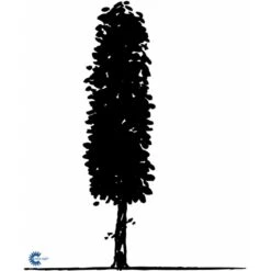 Avnbøg Carpinus Betulus Barrods,- 3 års (1/2) 100-125 Cm. Hækkvalitet. -Siriu Planter Butik fi841 carpinus betulus e505