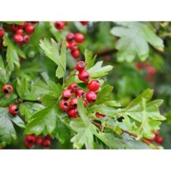 Engriflet Hvidtjørn Crataegus Monogyna Potte 12 Liter,- 100-125 Cm. -Siriu Planter Butik fi846 crataegus monogyna 198f