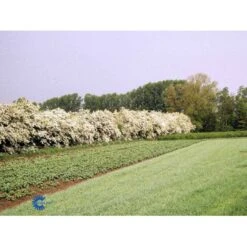 Engriflet Hvidtjørn Crataegus Monogyna Potte 12 Liter,- 100-125 Cm. -Siriu Planter Butik fi846 crataegus monogyna 93d4