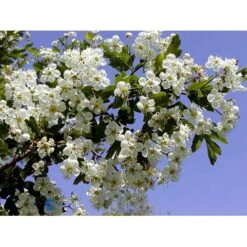 Engriflet Hvidtjørn Crataegus Monogyna Potte 12 Liter,- 100-125 Cm. -Siriu Planter Butik fi846 crataegus monogyna b1f5