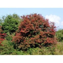 Engriflet Hvidtjørn Crataegus Monogyna Potte 12 Liter,- 100-125 Cm. -Siriu Planter Butik fi846 crataegus monogyna f279