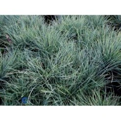 Blå Bjørnegræs 'Elijah Blue' Festuca Glauca 'Elijah Blue' 1 Liter Potte -Siriu Planter Butik fi8785 festuca glauca elijah blue 5926